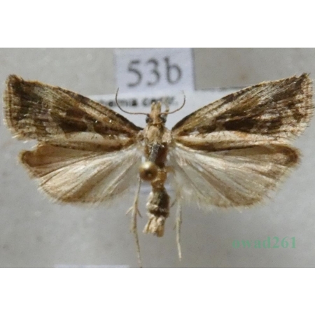 Endothenia quadrimaculana (Haworth, 1811) Czech53b
